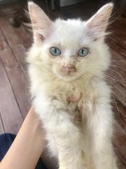 Snowball - Persian + Siamese Cat