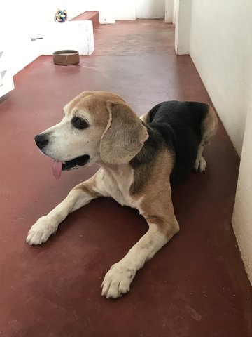 Milo - Beagle Dog