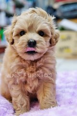 Quality Male Maltese Mix Poodle Puppye - Maltese + Poodle Dog