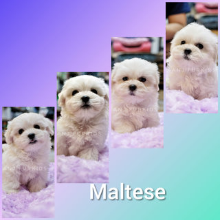 Quality Male Maltese Puppies - Maltese Dog