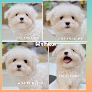 Quality Male Maltese Puppies - Maltese Dog