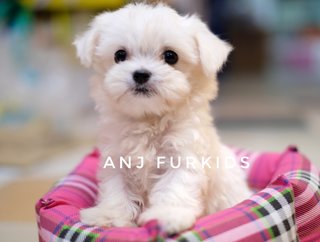 Quality Male Maltese Puppies - Maltese Dog