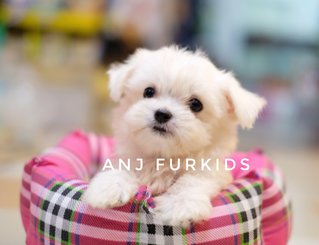 Quality Male Maltese Puppies - Maltese Dog