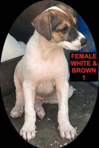 PF93609 - Mixed Breed Dog