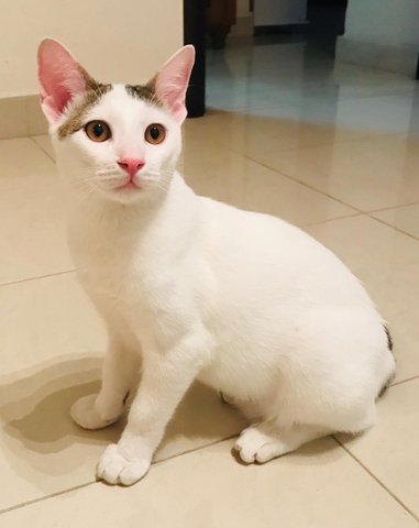 Cloud And Snowy - Domestic Medium Hair Cat