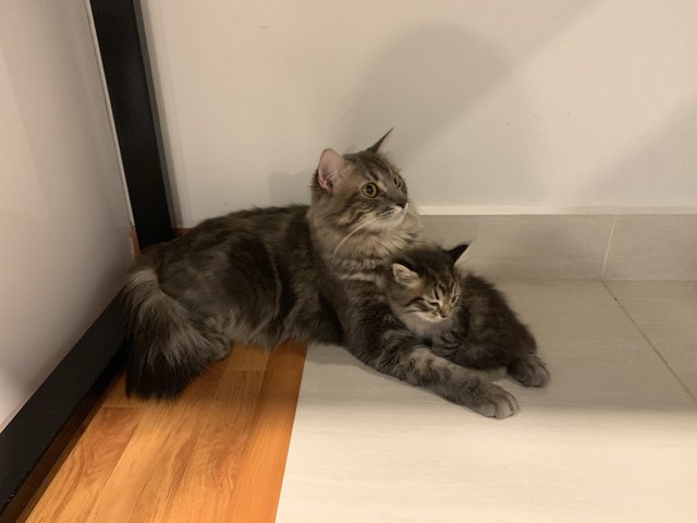 Grey Boy - Maine Coon + Bengal Cat