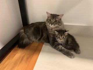 Grey Boy - Maine Coon + Bengal Cat