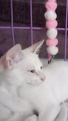 White Siblings - Domestic Medium Hair Cat