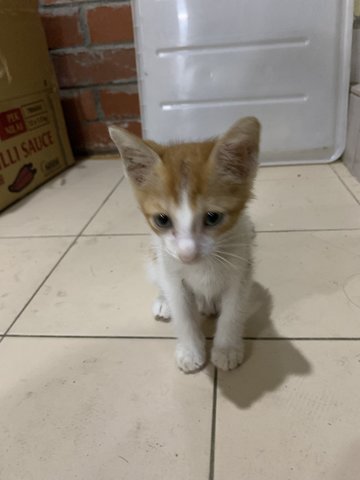 Meow - Domestic Long Hair Cat