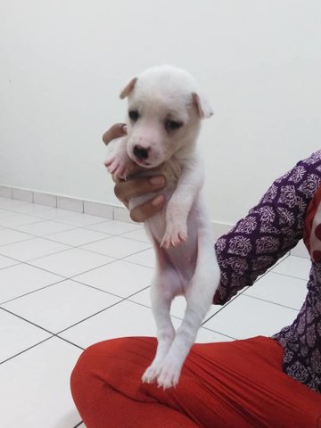 Whitty,bell,suji,mani,zumba - Mixed Breed Dog