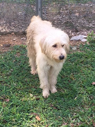 PF93653 - Sheep Dog + Terrier Dog