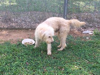 PF93653 - Sheep Dog + Terrier Dog