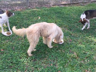 PF93653 - Sheep Dog + Terrier Dog