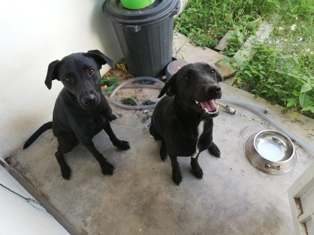 Lady And Rocky - Labrador Retriever Mix Dog