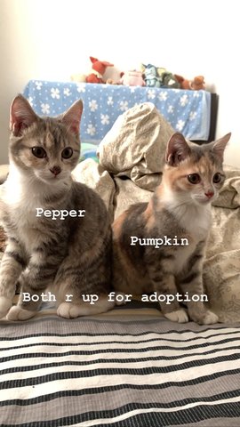 Pepper And Pumpkin  - Domestic Medium Hair Cat