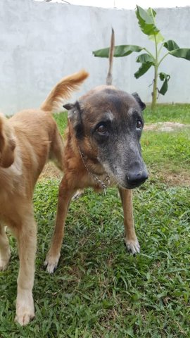 Gems - Belgian Shepherd Malinois Dog