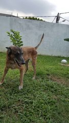 Gems - Belgian Shepherd Malinois Dog