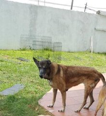 Gems - Belgian Shepherd Malinois Dog