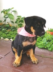 Ash - Mixed Breed Dog