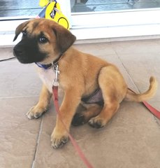 Cooper - Mixed Breed Dog