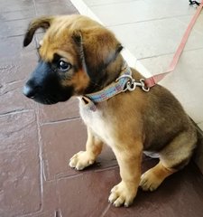 Rocky - Mixed Breed Dog