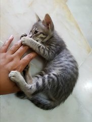 Play wrestling with my foster mommy. See my cool stripes? :D