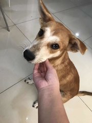 Reina 长腿妹 - Mixed Breed Dog