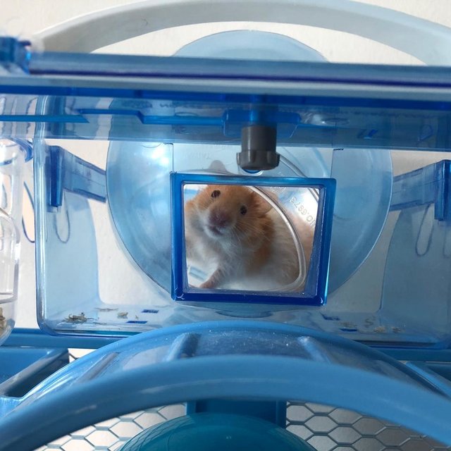 Remy &amp; Emile - Syrian / Golden Hamster Hamster