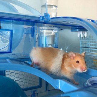 Remy &amp; Emile - Syrian / Golden Hamster Hamster