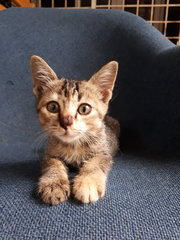 Sweet Golden Coco - Domestic Short Hair Cat