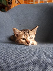 Sweet Golden Coco - Domestic Short Hair Cat