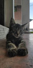 Sakai - Tabby + Domestic Medium Hair Cat