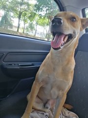 Rocco - Mixed Breed Dog