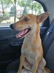 Rocco - Mixed Breed Dog