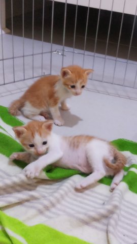 Ginger Siblings  - Domestic Medium Hair Cat