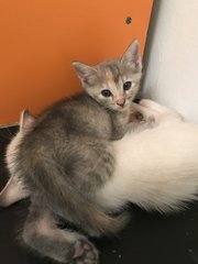 Blue Eyes And Pink Paws Kittens - Domestic Short Hair Cat