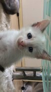 Blue Eyes And Pink Paws Kittens - Domestic Short Hair Cat