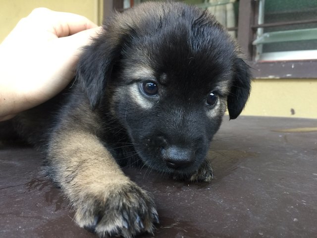 Cute Puppies   - Mixed Breed Dog