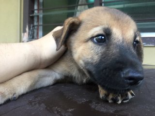 Cute Puppies   - Mixed Breed Dog