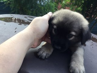 Cute Puppies   - Mixed Breed Dog