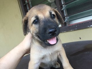 Cute Puppies   - Mixed Breed Dog