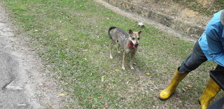 Irma - Mixed Breed Dog