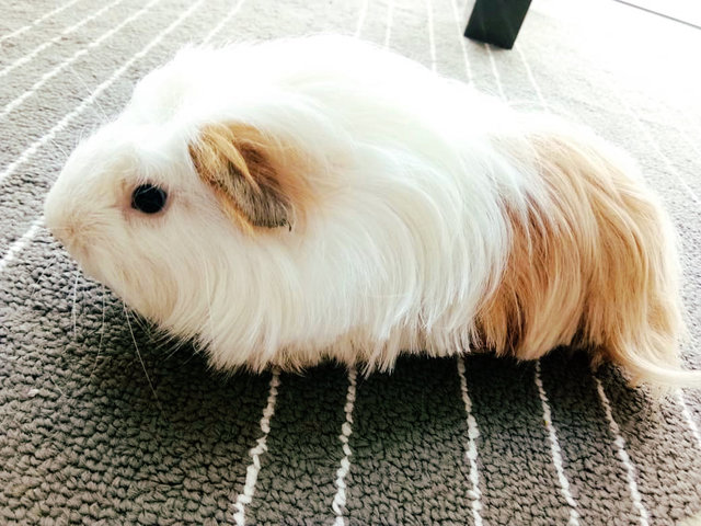 Jamie - Guinea Pig Small & Furry