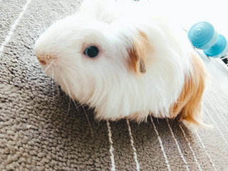 Jamie - Guinea Pig Small & Furry