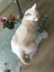 Cleo (Khao Manee Breed Mix) - Domestic Medium Hair Cat