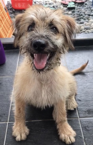 Found In Tmn Megah Pj - Golden Retriever + German Shepherd Dog Dog