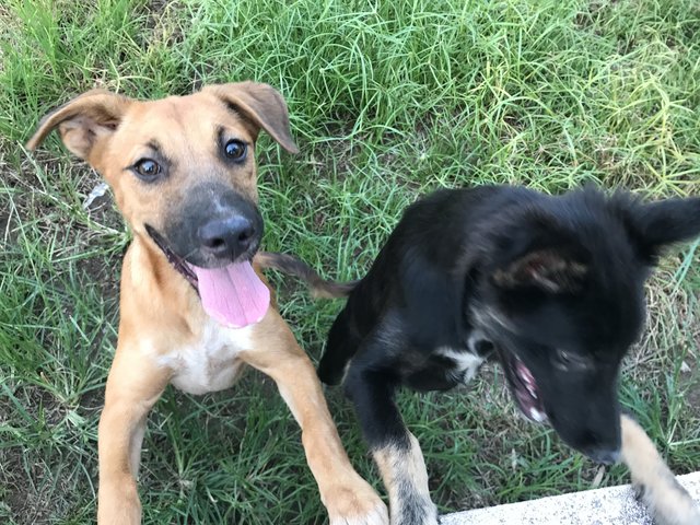 Puppy For Adoption  - Mixed Breed Dog