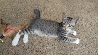 PF93762 - Tabby Cat