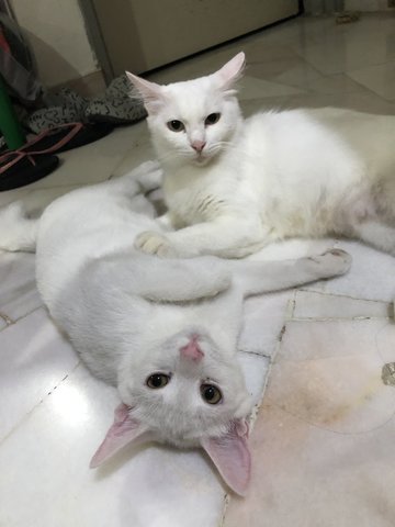 Kapas, Putih, Snow, Coffee - Domestic Medium Hair Cat