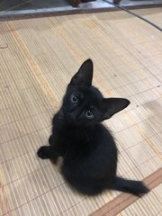 Coffee staring at me with his beautiful eyes in hopes to get more food